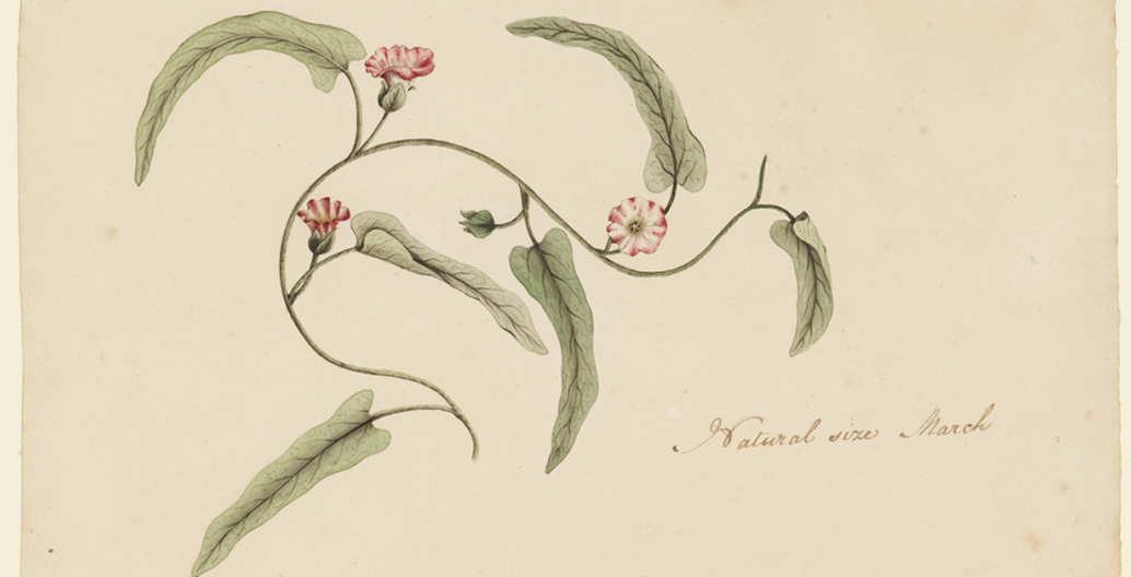 Botanical drawings of Australian plants, ca. late-18th century. Image: Dixson Galleries, State Library of New South Wales