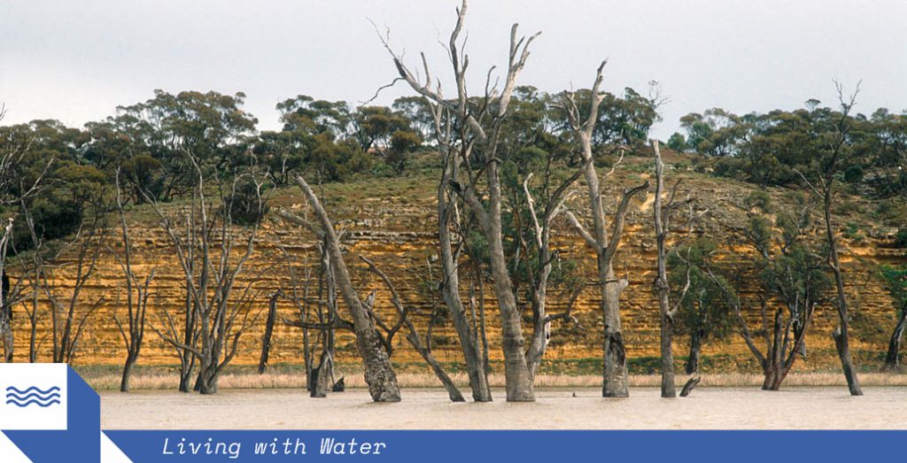 Dead river gums and limestone cliffs on the Murray River near Blanchetown, South Australia. Image: Willem van Aiken / CSIRO.