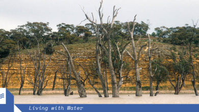 Dead river gums and limestone cliffs on the Murray River near Blanchetown, South Australia. Image: Willem van Aiken / CSIRO.