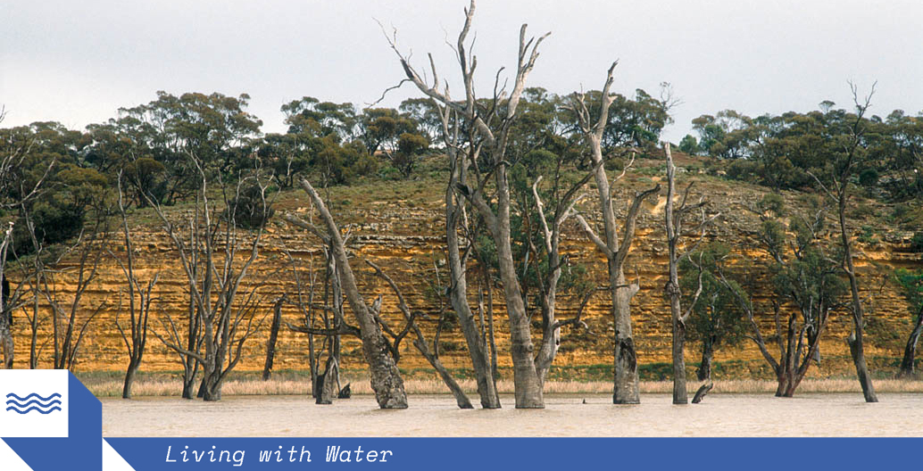 Dead river gums and limestone cliffs on the Murray River near Blanchetown, South Australia. Image: Willem van Aiken / CSIRO.