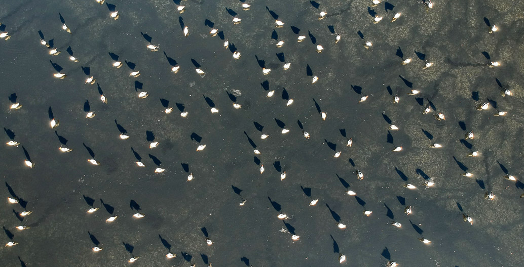 Homebush Bay is rapidly developing around mangroves and wetlands. Image: John Turnbull.