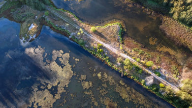 Sydney Olympic Park's mangrove forests and wetlands are home to an abundance of biodiversity. Around it lies Sydney's encroaching urban development. Image: John Turnbull.
