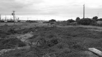 Overgrown underused public land