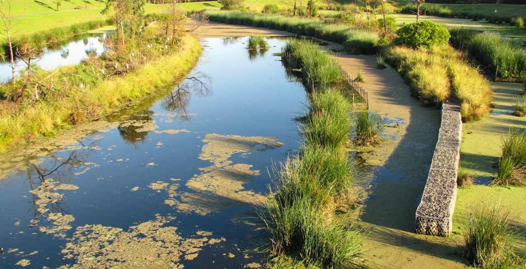 Mosquito control can't be “set and forget”, as issues may take years to surface. Image: Cameron Webb.