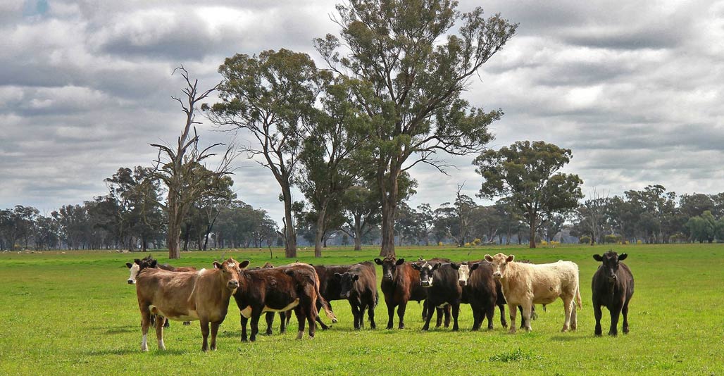The introduction of hooved animals has wrought havoc on Australia's land. Image: Pixahere