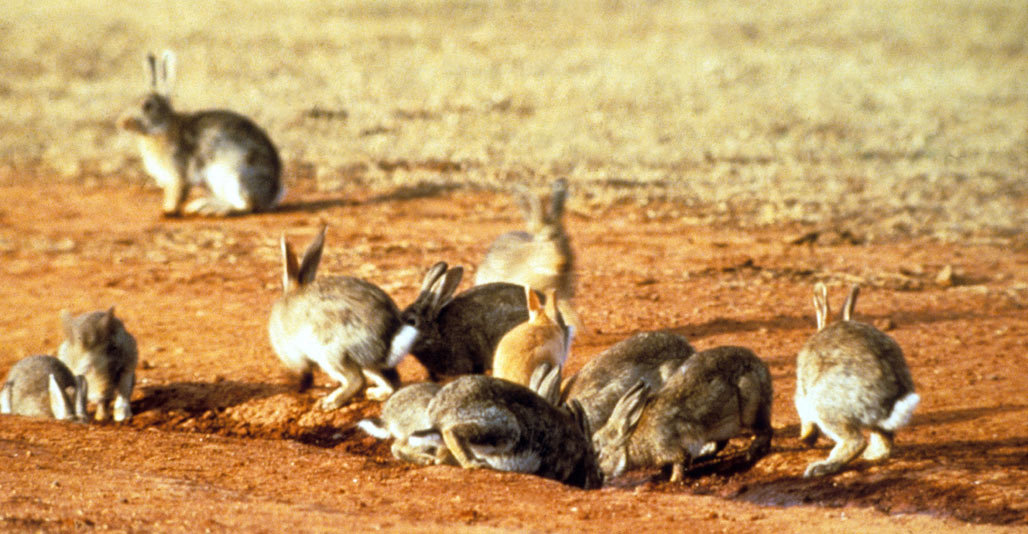 The European rabbit is another introduced pest that's damaging ecosystems.