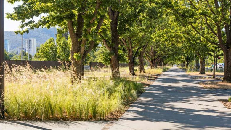 Indigenous understory planting mixes with the heritage of original tree planting schemes. Image: John Gollings
