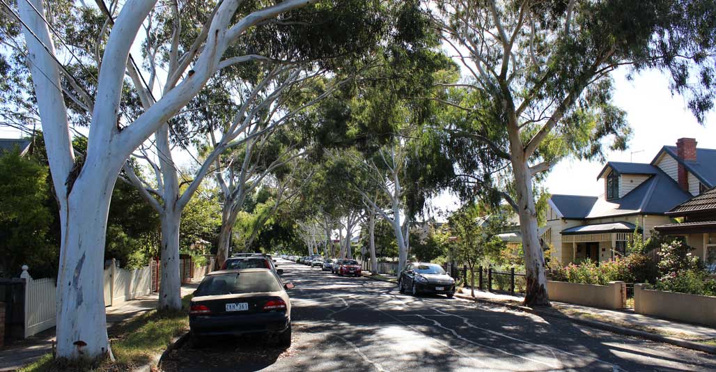 Bigger is better for street trees, but how to convince residents? Image: Phillip Mallis, Flickr cc