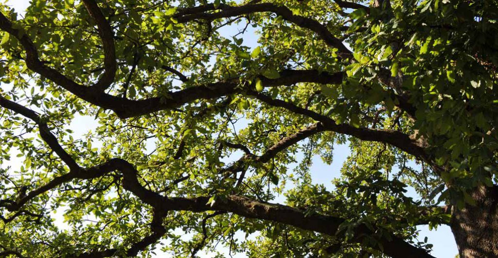 How important are big trees to help mitigate the impacts of climate change? Image: Teddy Mafia via Flickr cc