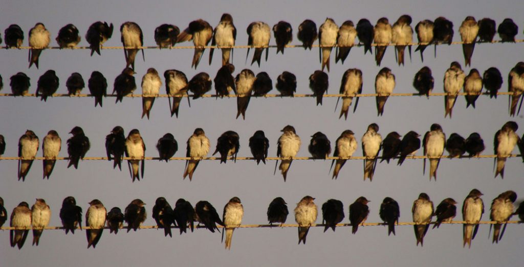 Bird-friendly habitats are increasingly hard to come by in our cities. Image: Eduardo Fonseca
