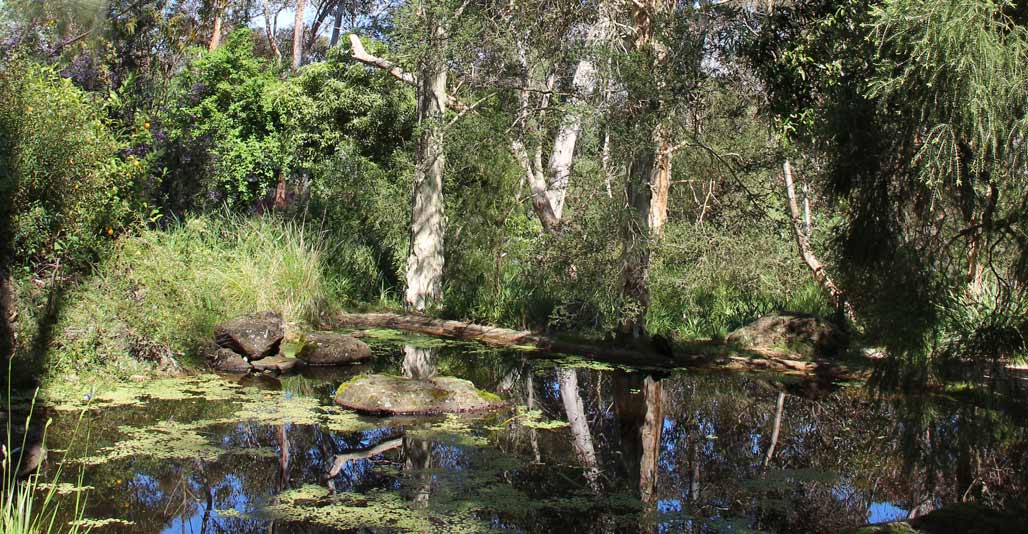 The pond at Gordon Ford's Fulling. Image: Annette Warner