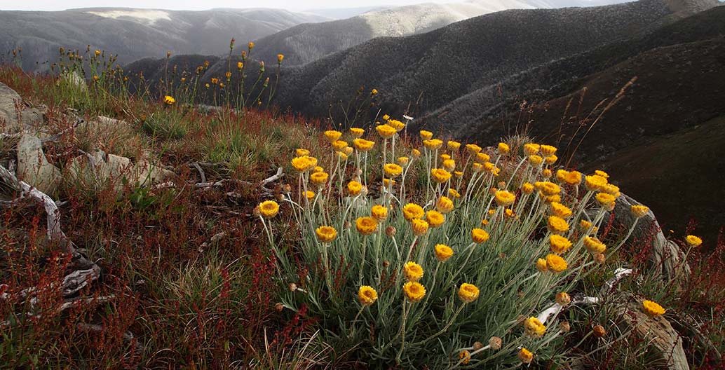 Tourism landscape architecture award: Falls to Hotham Alpine Crossing Master Plan by McGregor Coxall.