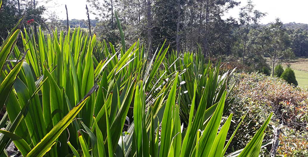 View from dining pavilion into mass plating palm of doranythes palmerii lillies