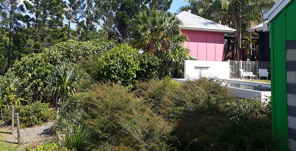 Secluded swimming terrace with young hoop pines starting to become a landmark