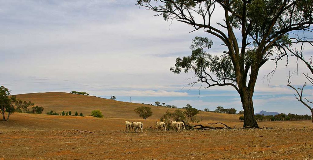 Sheep on a drought affected paddock. Image: Bidgee