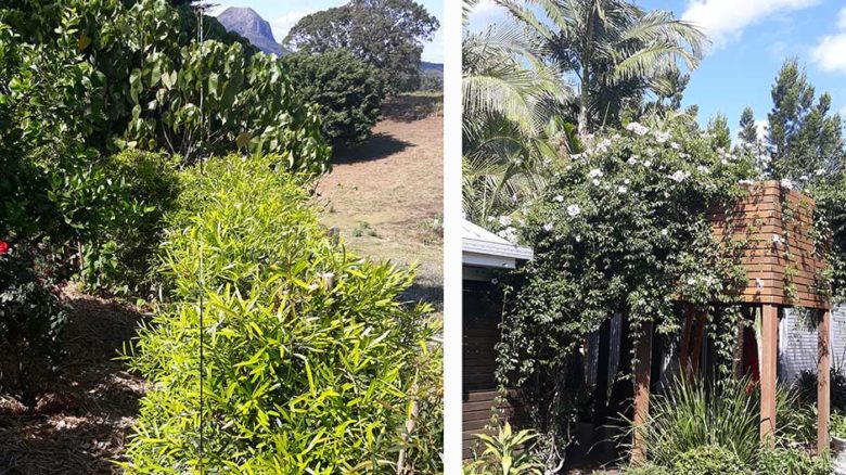 Hedge of luminous podacarpus (left) and pandorea vine bangalow palms and juvenile hoop pine (right).
