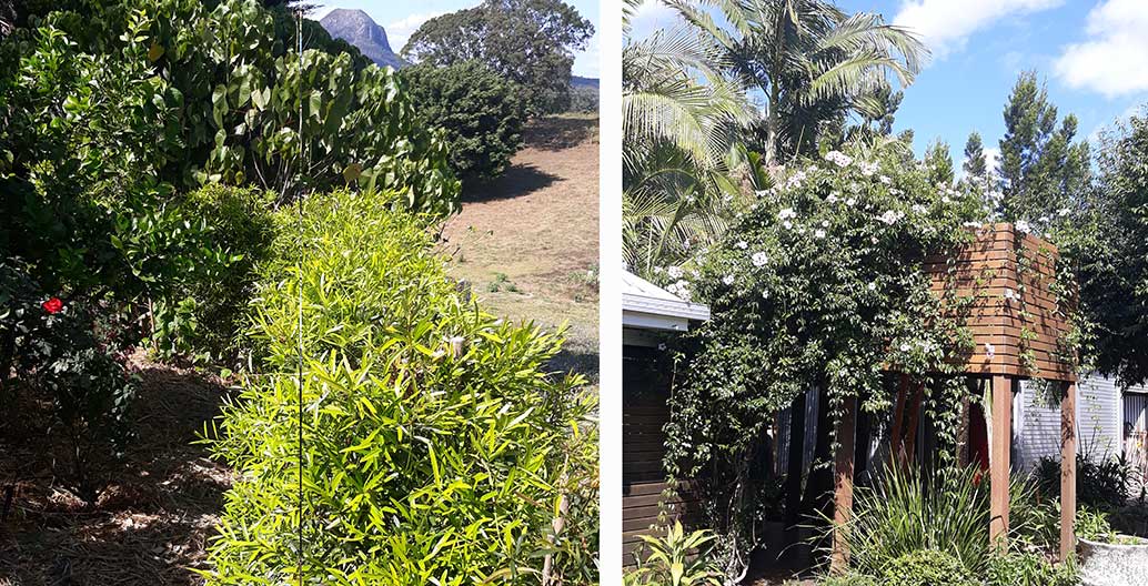 Hedge of luminous podacarpus (left) and pandorea vine bangalow palms and juvenile hoop pine (right).