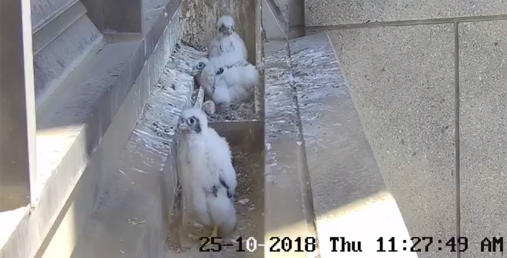 Peregrine falcons have been breeding on top of 367 Collins St for many years. Image: www.367collinsfalcons.com.au