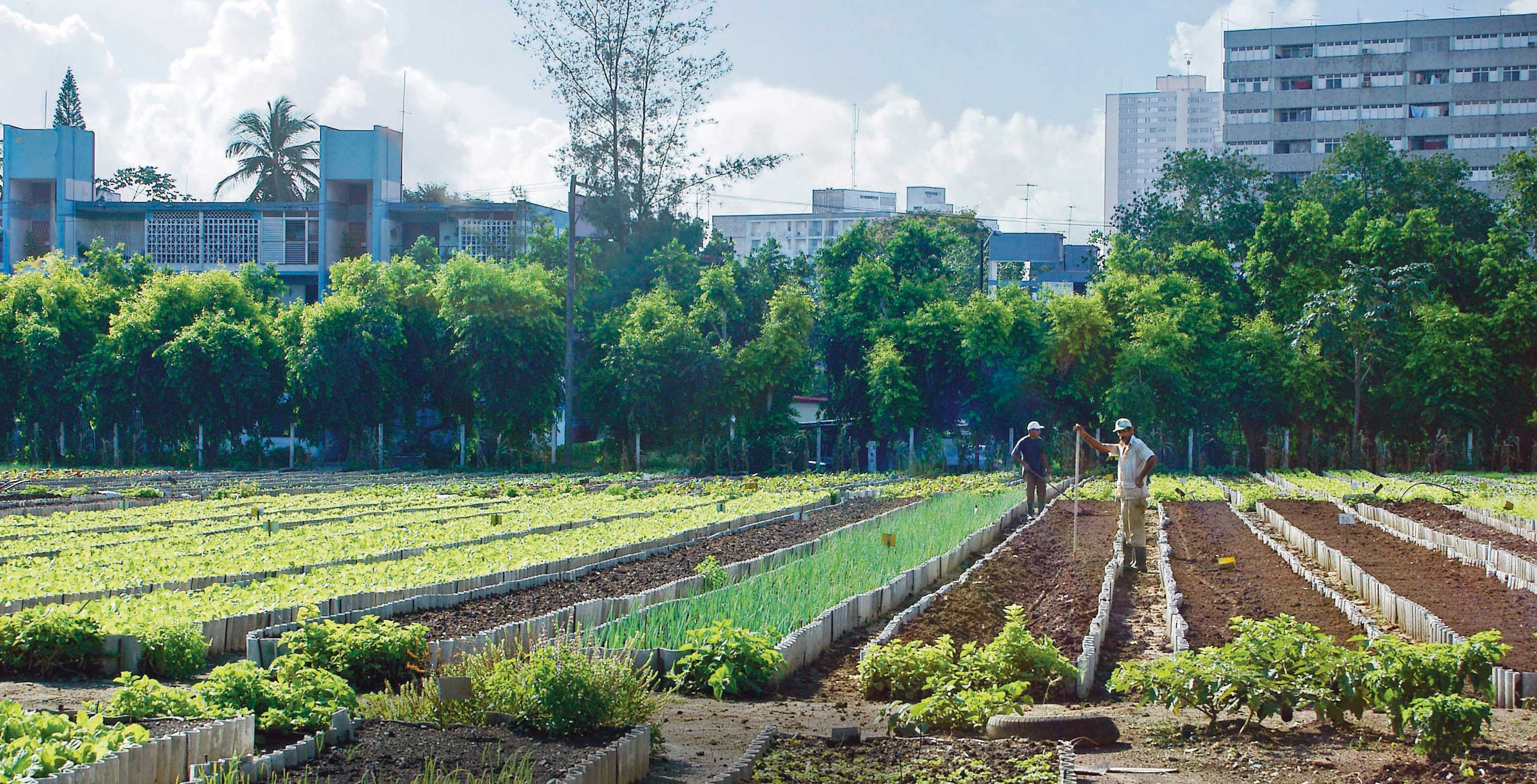 Productive gardening in the city, bringing benefits to humans and animals alike. Image: John M Morgan