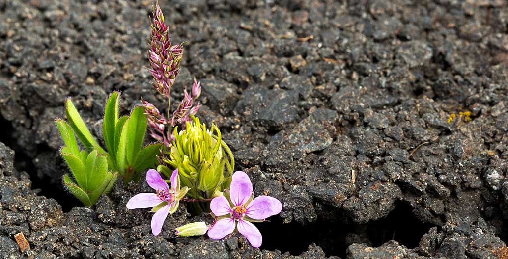 Nature finds a way, even in the most hostile of human environments. Image: Shelia Sund