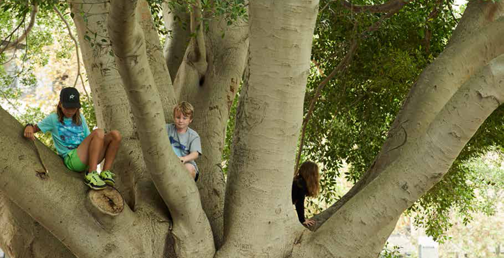 Greener Places case study. Image GA NSW