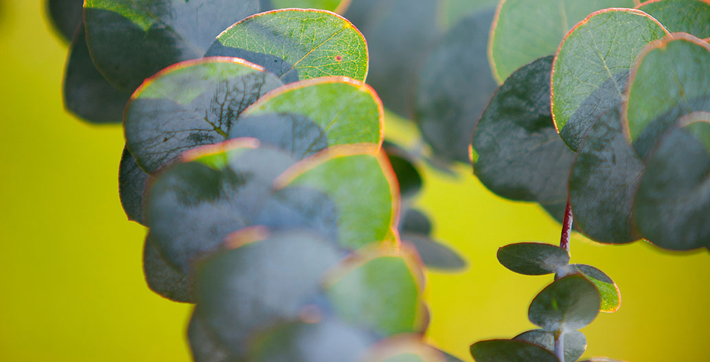 Gardens provide familiar fragrance as well as visual ease. Soft blue foliage of Eucalyptus cinerea.