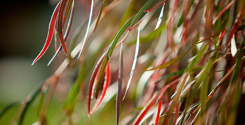 The delicate new foliage of Agonis flexuosa at Bendigo Hospital.