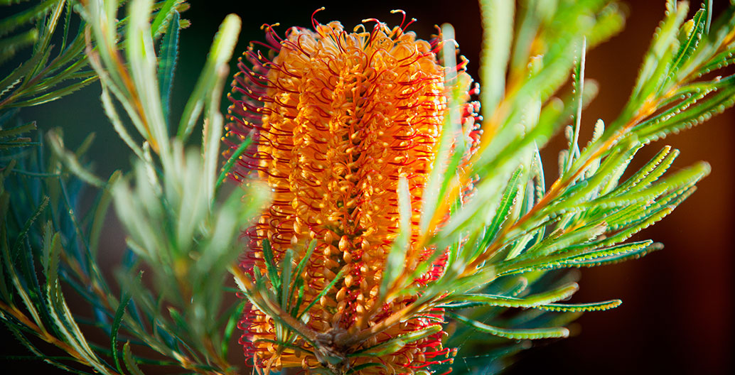 Banksias are a popular native flower.