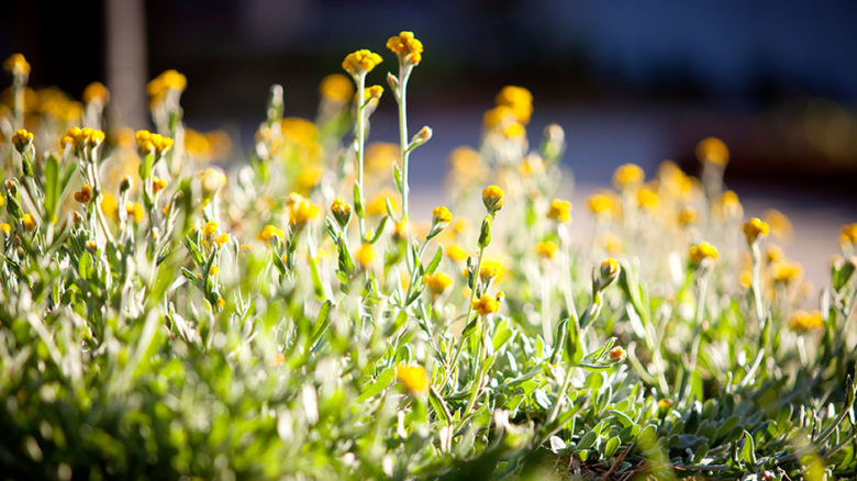 Familiar local plants lend a reassuring connection to place.