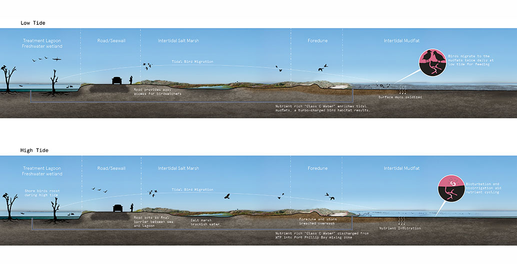 Section showing the interface of sea and intertidal ponds at the Western Treatment Plant. Image: Watkin McLennan