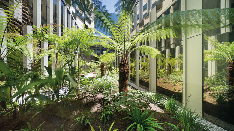 The dappled restful green of rainforest ferns fills a narrow space between Bendigo Hospital buildings.