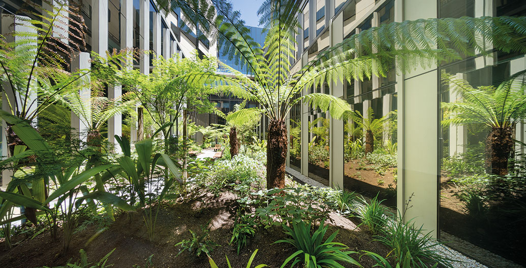 The dappled restful green of rainforest ferns fills a narrow space between Bendigo Hospital buildings.