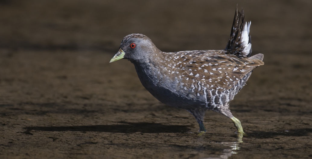 An Australian Spotted Crake at the water's edge. Western Treatment Plant, Werribee Photo: John Barkla