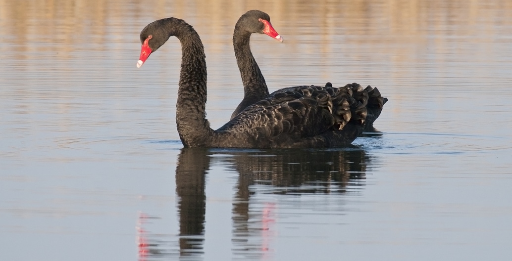 An icon of Australian avifauna: Black Swans still find a home at the Treatment Plant. Photo: John Barkla