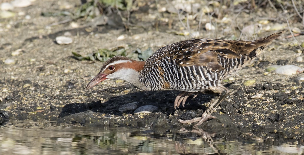 A Buff-banded Rail at the water's edge at Werribee's Western Treatment Plant Photo: John Barkla