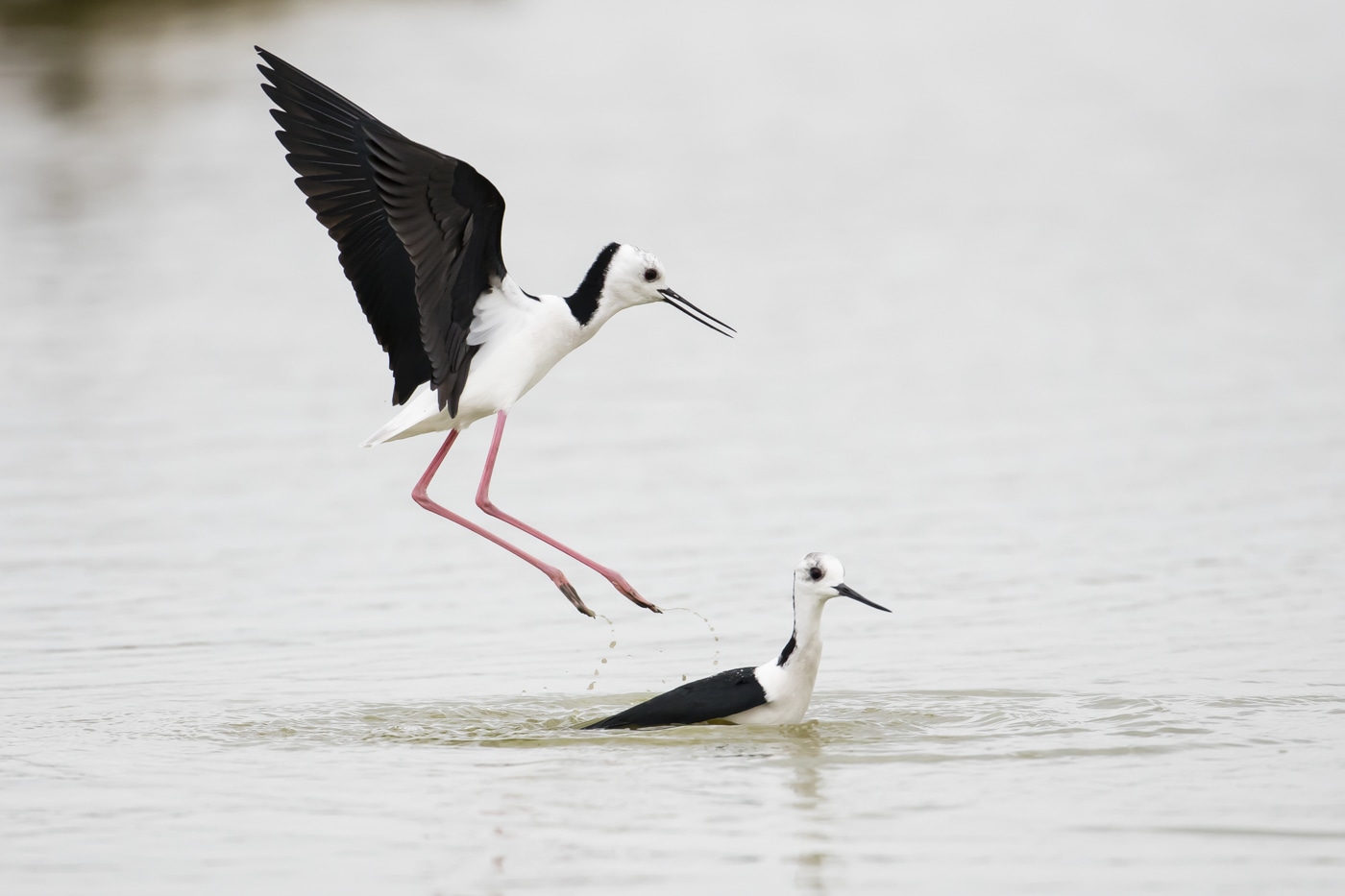 Pied Stilt at Western Treatment Plant