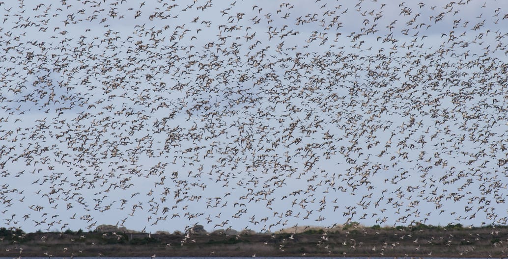 A large flock of Pink-eared Ducks. One of many visiting species that come in huge numbers to Werribee. Photo: John Barkla