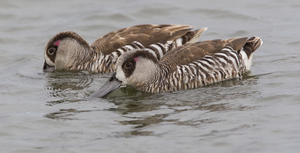 A pair of Pink-eared Ducks enjoy the food-rich waters of the western Treatment Plant. Photo: John Barkla