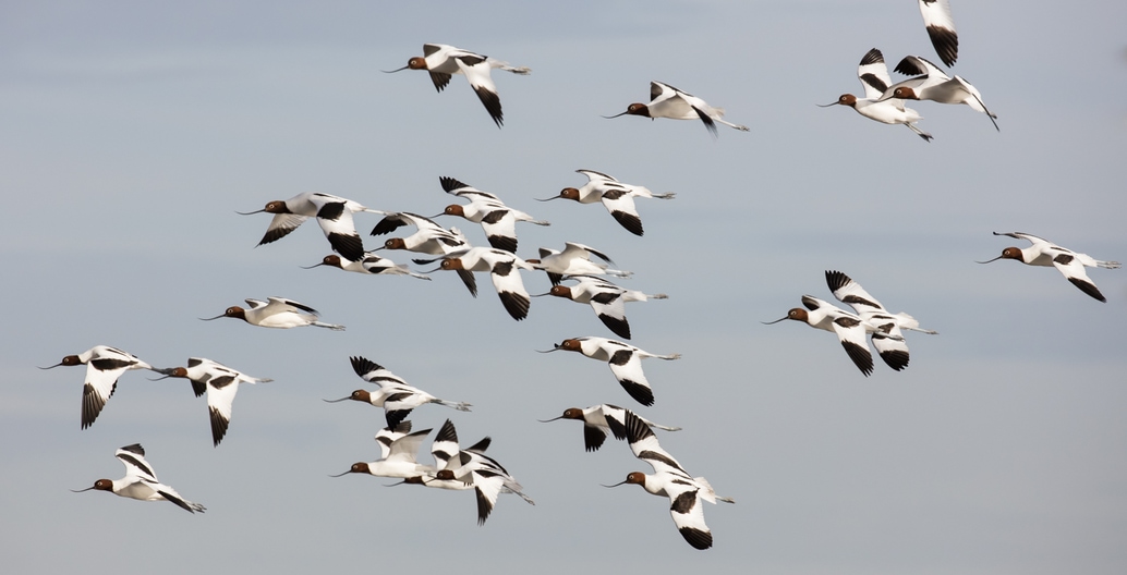 Red-necked Avocets gather at Werribee's Western Treatment Plant. Photo: John Barkla