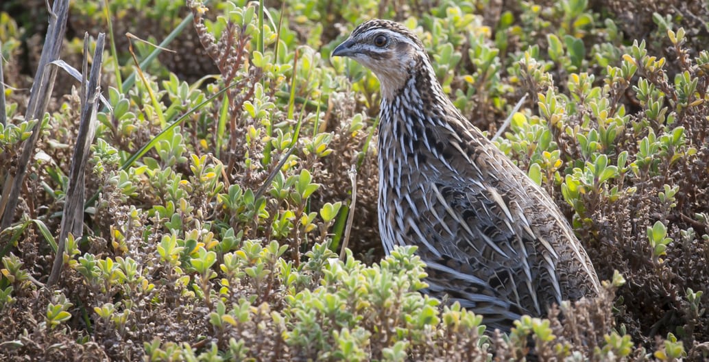 More than water birds inhabit the Western Treatment Plant in Melbourne's south-west Photo: John Barkla