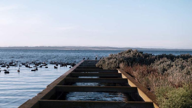 Birdlife abounds at the Western Treatment Plant ponds. Image: Watkin McLennan
