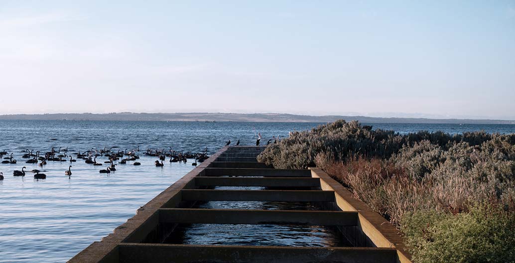 Birdlife abounds at the Western Treatment Plant ponds. Image: Watkin McLennan