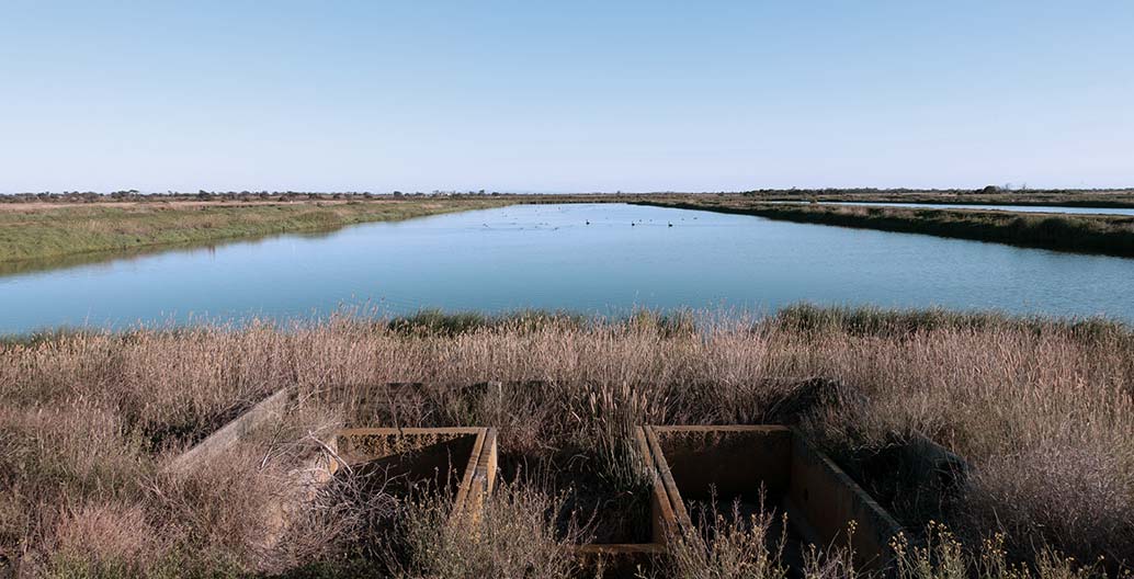 View into the still waters of the Western Treatment Plant's constructed pond ecology. Photo: Watkin McLennan