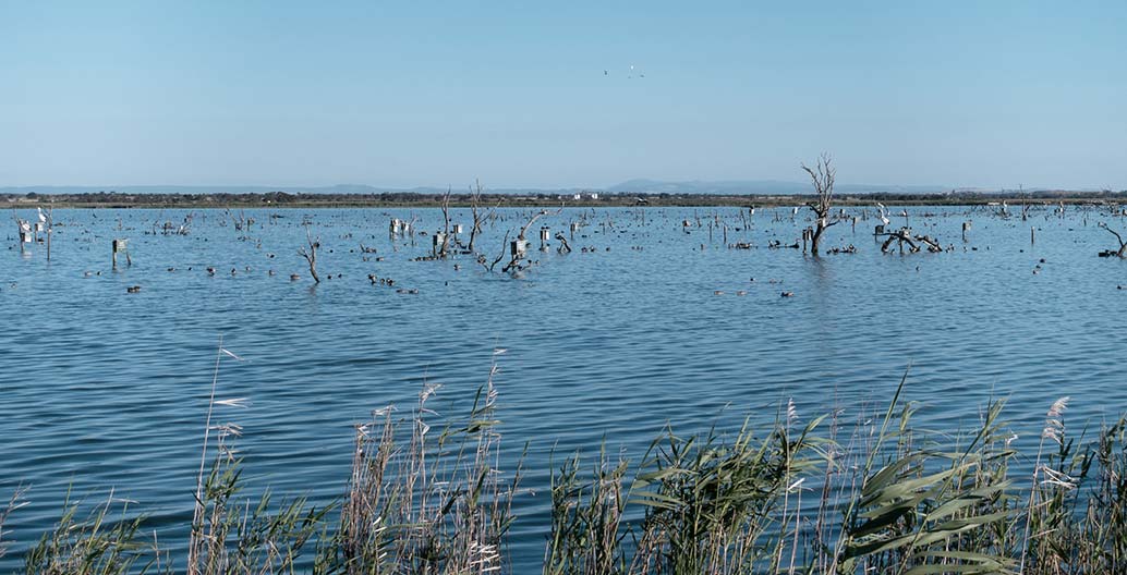 The constructed ecology of the Western Treatment Plant has recorded over 280 bird species. Image: Watkin McLennan