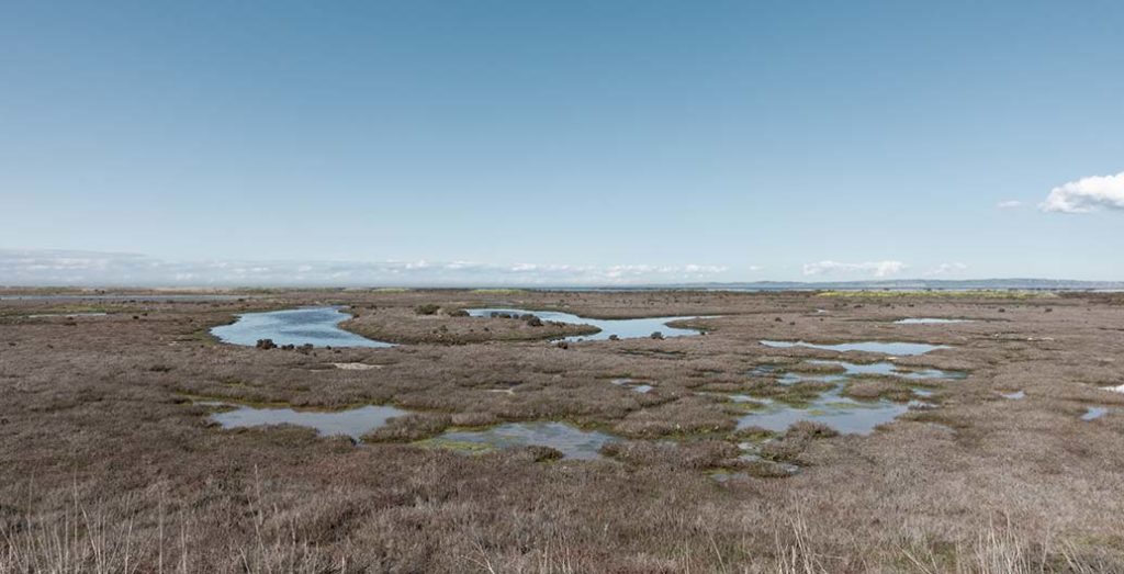 Just 40 minutes from a city of 5 million people, the Western Treatment Plant provides a constructed wetland for over 100 bird species.