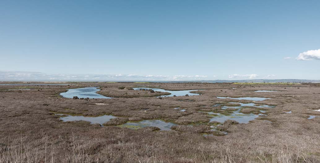 Just 40 minutes from a city of 5 million people, the Western Treatment Plant provides a constructed wetland for over 100 bird species.