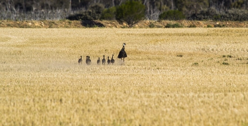 The wider landscape of the Treatment Plant included grasslands that supported indigenous fauna including emus. Photo: Germane Jaws