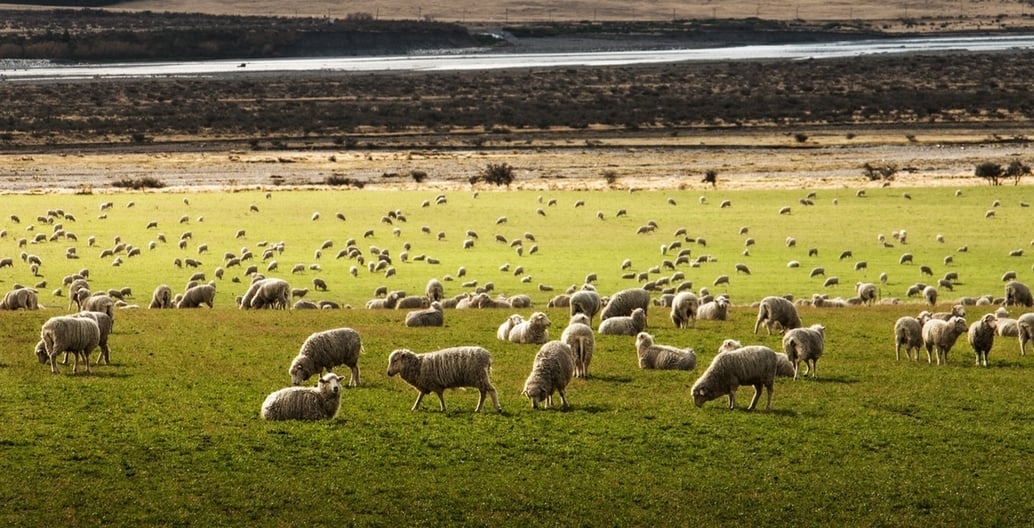 The Western Treatment Plant land was used for grazing sheep by settlers. Photo Martin Bisof