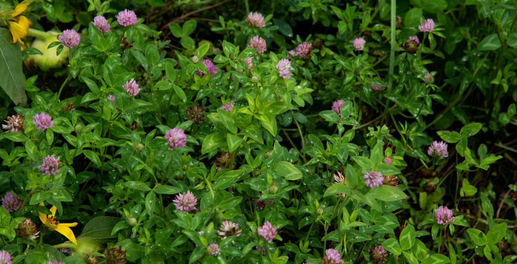 Phytoremediation: clover thrives at Sydney's White Bay Power Station cleaning toxic soil. Photo: Jedidiah Cranfield