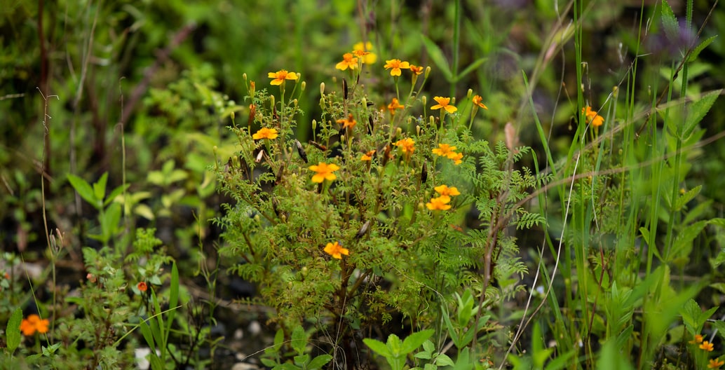 Phytoremediation: marigolds, grown at Sydney's White Bay Power Station to purge toxic soil. Photo: Jedidiah Cranfield